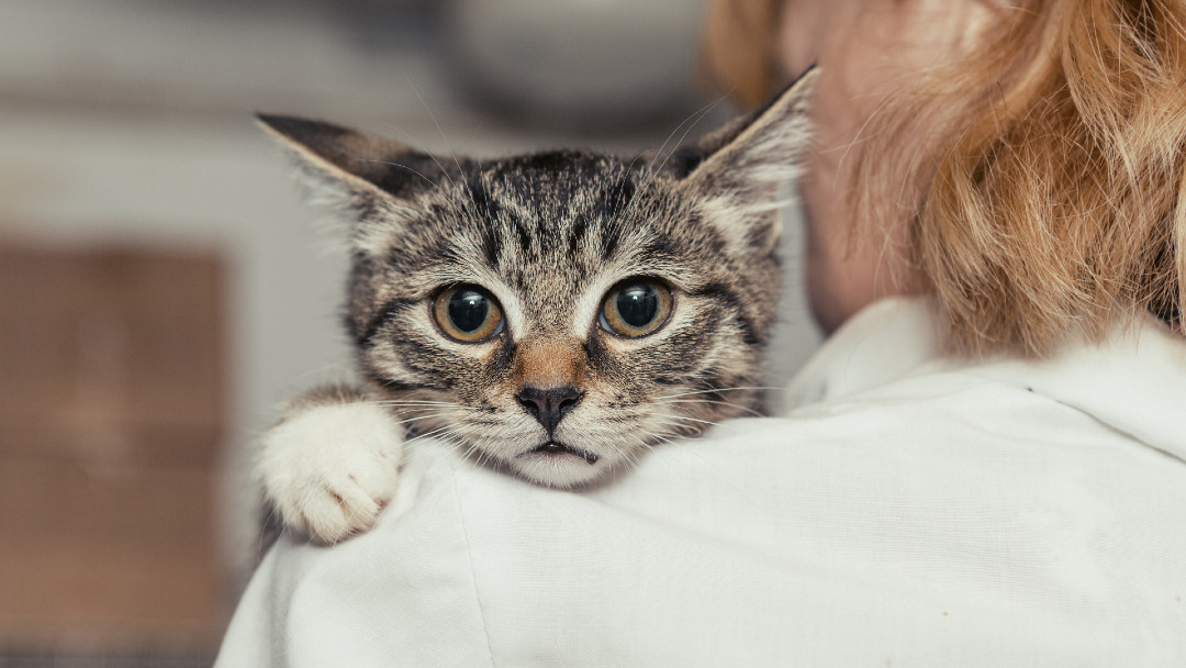Lymphome bei Katzen Symptome & Behandlung PURINA